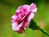 Carnation_flower_photo_90054qvmiDtb_fs.jpg