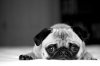 black-and-white-cute-dog-photography-pug-Favim.com-279080_large.jpg