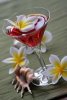 plumeria-cocktail-sm.jpg