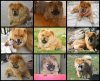 Ribbet collage.jpg