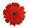 red-flower-1162582-m.jpg