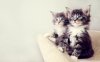 kittens-wallpaper-4.jpg