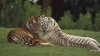 two-cuddling-tigers-hd-animal-wallpaper-tigers.jpg