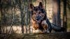 460521-dogs-german-shepherd.jpg