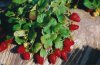 growing_strawberries-622.jpg