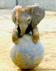 cute-baby-elephant-playing.jpg