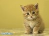 cat-wallpaper_07.jpg