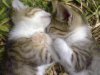 sleppy_cats_by_blue_id.jpg