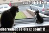 funny-pictures-kitten-wants-to-go-play.jpg