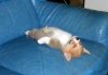 cute-funny-puppy-napping-1.jpg