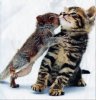 kitten and squirrel.jpg