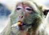 smoking-monkeys23.jpg