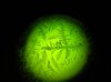 microscope ovulation.jpg
