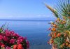 800px-Ohrid_lake_flowers1.jpg