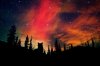 aurora-borealis-beautiful-forest-northern-lights-sky-wolf-Favim.com-58629.jpg