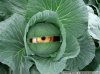 eating-cabbage-health-effects-2.jpg