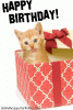 happy-birthday-kitten.gif