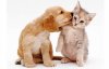 Cat and dog.jpg