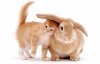 Cat and rabbit.jpg