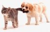 Dog bite a cat.jpg