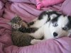 SiberianIndianDogsRiverRunKennelsOntarioCanada6Cat.JPG