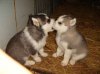 Copy of husky_pups.jpg
