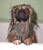 sad-wet-dog[1].jpg