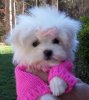 1271943301_89319751_1-Pictures-of--Execellent-Maltese-Teacup-Puppies-Available-1271943301.jpg