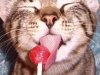 30-Amazing-and-Funny-Animal-Shots-animals-helex-4_large.jpg