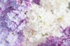 lilac-background-oksana-kovach.jpg