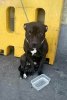 Abandoned-dog-253599.jpg