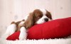 Sleeping-pet-dog-wallpaper.jpg