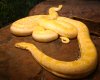 Albino_burmese_pythons.jpg