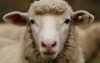 sheep face.jpg