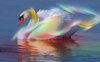 beautiful-swan-x.jpg