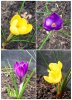 crocus .jpg