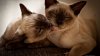 two-siamese-kittens-313936.jpg