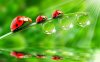 1920x1200-ladybugs-HD-Animal-Wallpaper.jpeg