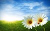 spring-flowers.jpg
