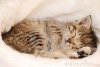 cute-kitten-sleeping-12424733.jpg