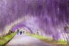 Wisteria-Flower-Tunnel-Japan-1GOQGpb.jpeg