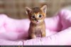 cute-kitten-newborn.jpg