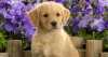 cute_golden_retriever_puppies_wallpapers.jpg