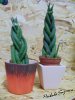 SANSEVIERIA.jpg