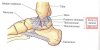 ligaments in the foot 1.jpg