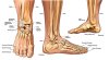 ligaments in the foot 2.jpg
