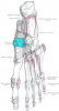 Navicular bone.png
