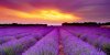 Lavender-fields.jpg