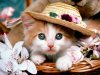 204633-cats-cats-wallpaper-cute.jpg