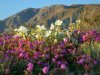 SpringtimeDesertFlowers.jpg